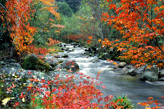 Baizhuyuan forest stream, Jinggangshan